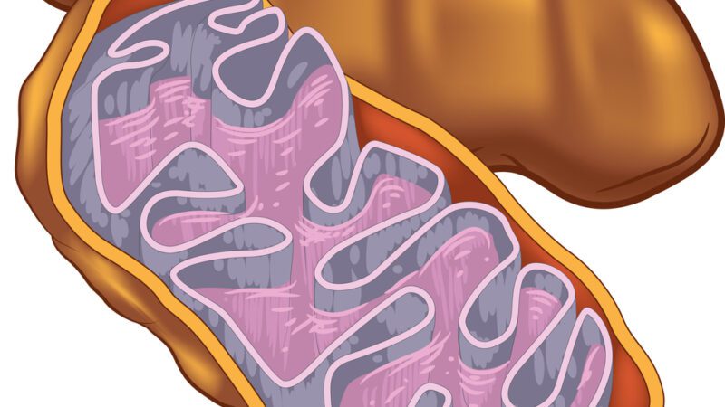 Old mitochondria might be responsible for neuropathy in the extremities